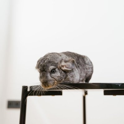 Chinchilla - Santé du chinchilla
