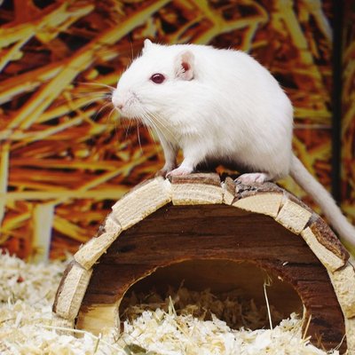 Gerbille - Alimentation de la gerbille