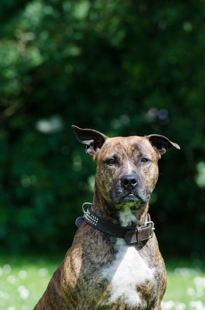 Staffordshire Bull Terrier caractère