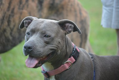 Staffie bleu éducation
