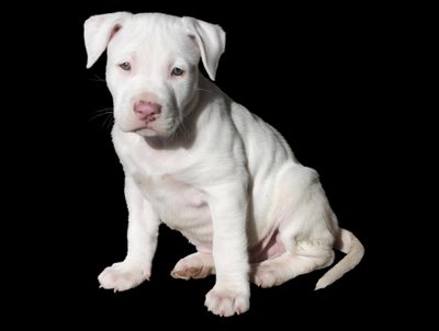Staffie santé et prévention