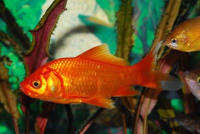 Poisson rouge dans son aquarium