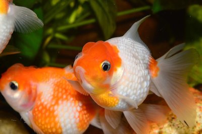 Poisson rouge gros plan