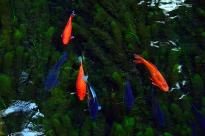 Poisson rouge nageant en aquarium