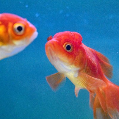 Poisson rouge - Santé et maladies du Poisson rouge