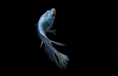 Betta splendens bleu
