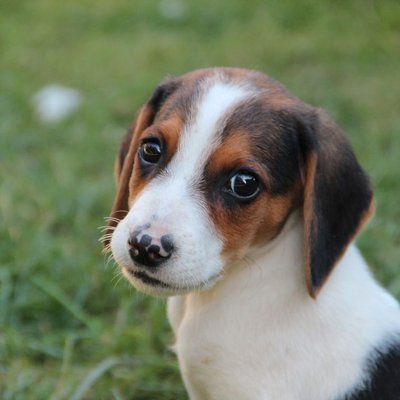 Beagle - Condition de vie du Beagle