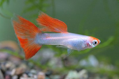 Guppy mâle coloré en aquarium
