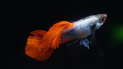 Guppy orange sur fond vert