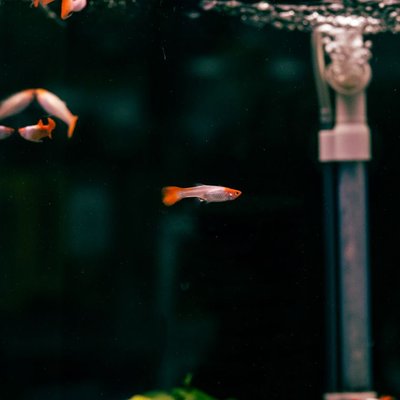 Guppy - Reproduction du Guppy
