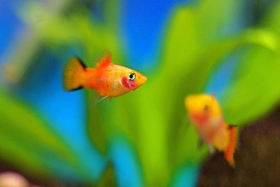 Platy orange dans un aquarium planté