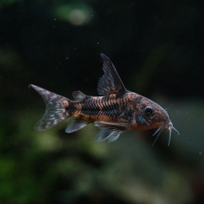 Corydoras - Vie en groupe et comportement