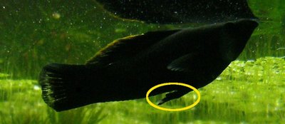 Black Molly mâle