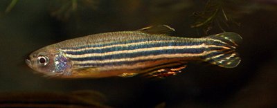 Danio rerio en aquarium