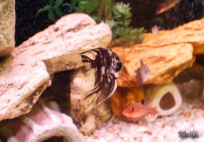 Scalaire marbre en aquarium