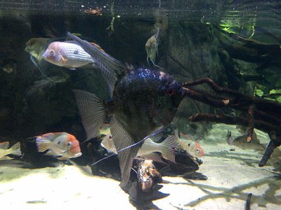 Scalaire sauvage rayé