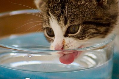 Chien et canicule : 12 réflexes pour le protéger