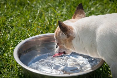 Chien et canicule : 12 réflexes pour le protéger