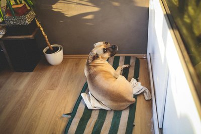 Chien et canicule : 12 réflexes pour le protéger