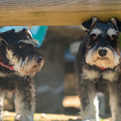 Schnauzer - Schnauzer : quel prix pour un chiot ?