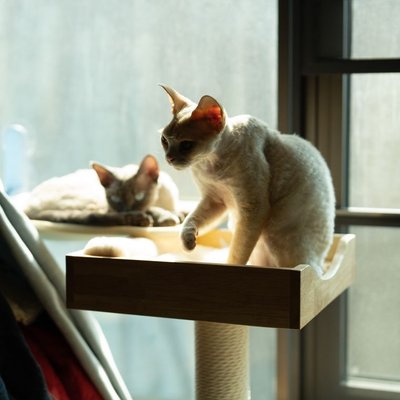 Devon Rex - Caractère du Devon Rex