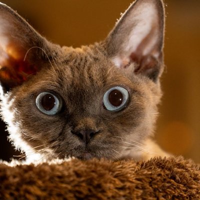 Devon Rex - Entretien et santé du Devon Rex