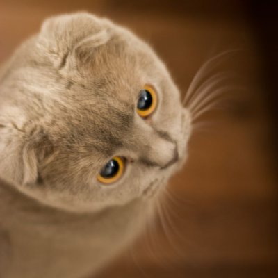 Scottish Fold - Caractère du Scottish Fold