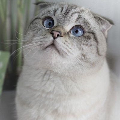 Scottish Fold - Entretien et santé du Scottish Fold