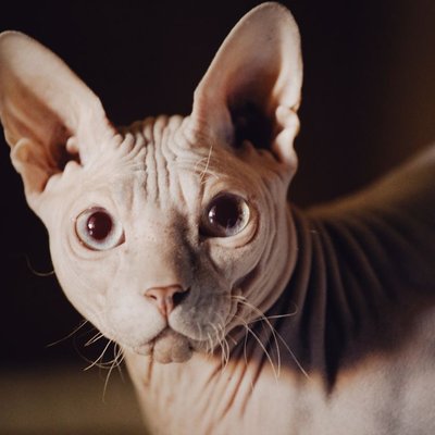 Sphynx - Caractère du Sphynx