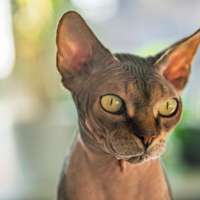 Sphynx - Entretien et santé du Sphynx