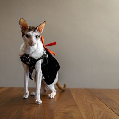 Cornish Rex - Caractère du Cornish Rex
