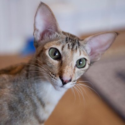 Oriental Shorthair - Oriental Shorthair : quel prix pour un chaton ?