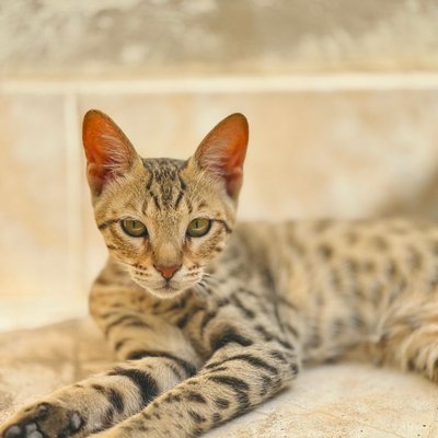 Savannah - Savannah : quel prix pour un chaton ?