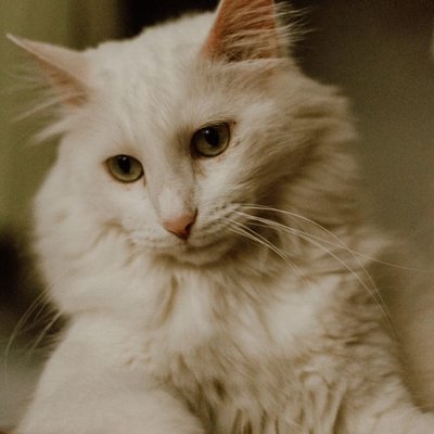 Angora Turc - Caractère du Angora Turc