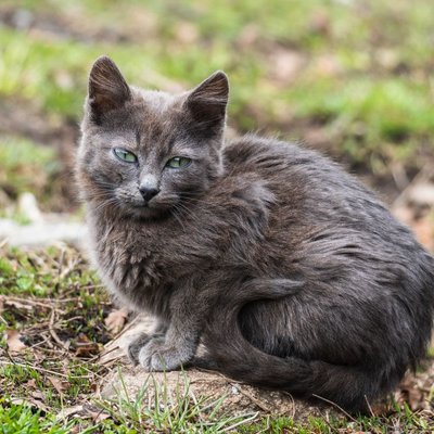 Nebelung - Nebelung : quel prix pour un chaton ?