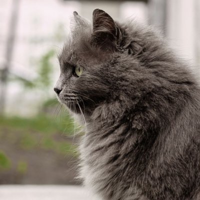 Nebelung - Morphologie du Nebelung