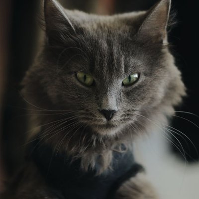 Nebelung - Caractère du Nebelung