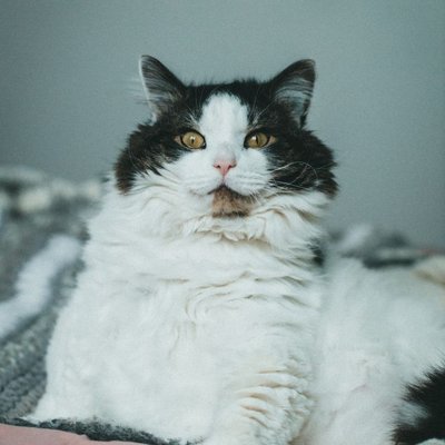 Selkirk Rex - Caractère du Selkirk Rex