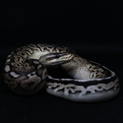 Python royal - Caractéristiques du Python royal