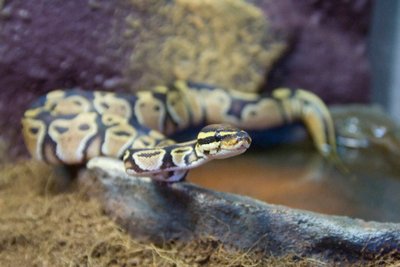 Terrarium du Python royal