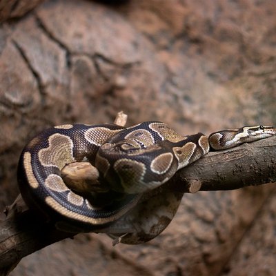 Python royal - Manipulation et comportement