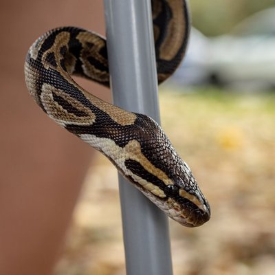 Python royal - Santé du Python royal