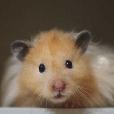 Hamster doré - Caractéristiques du hamster doré