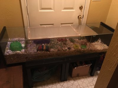 Cage et habitat du hamster doré