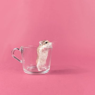 Hamster de Roborovski - Caractéristiques du hamster de Roborovski