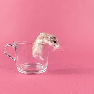 Hamster de Roborovski - Comportement et cohabitation du hamster de Roborovski