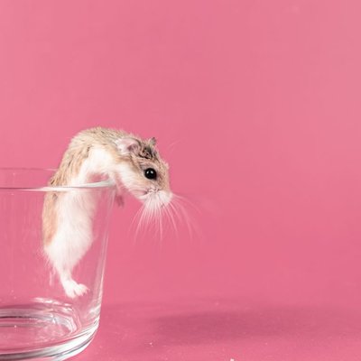 Hamster de Roborovski - Santé du hamster de Roborovski