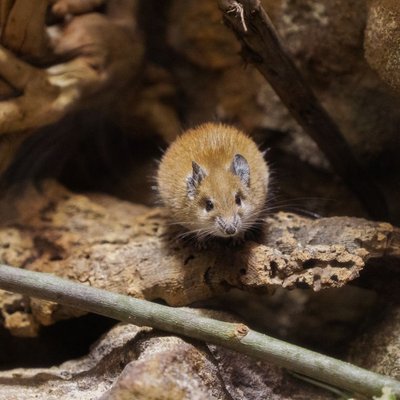 Souris épineuse - Caractéristiques de la souris épineuse