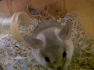 Cage et habitat de la souris épineuse