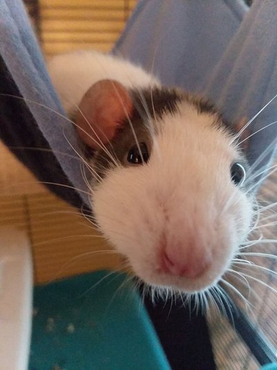 Cage et habitat du rat Dumbo